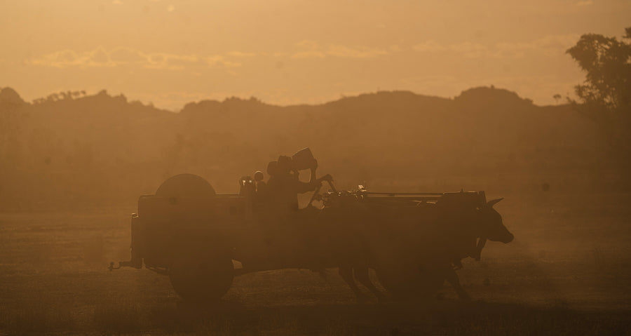 A bull catcher buggy in the dust at sunset